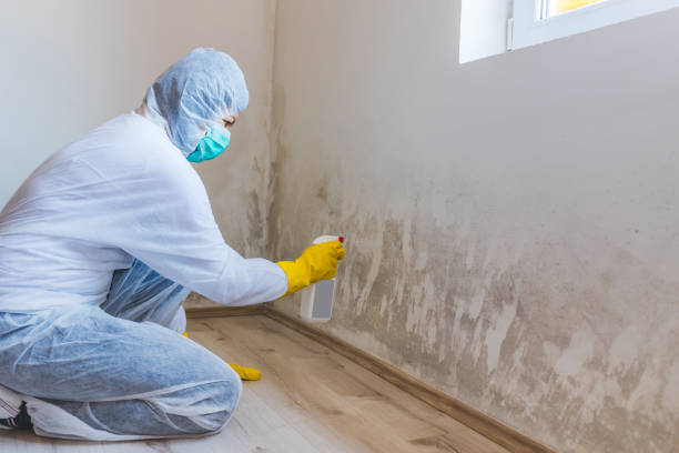 Licensed Commercial Mold Remediation service in Billerica, MA - WQB Mold Removal